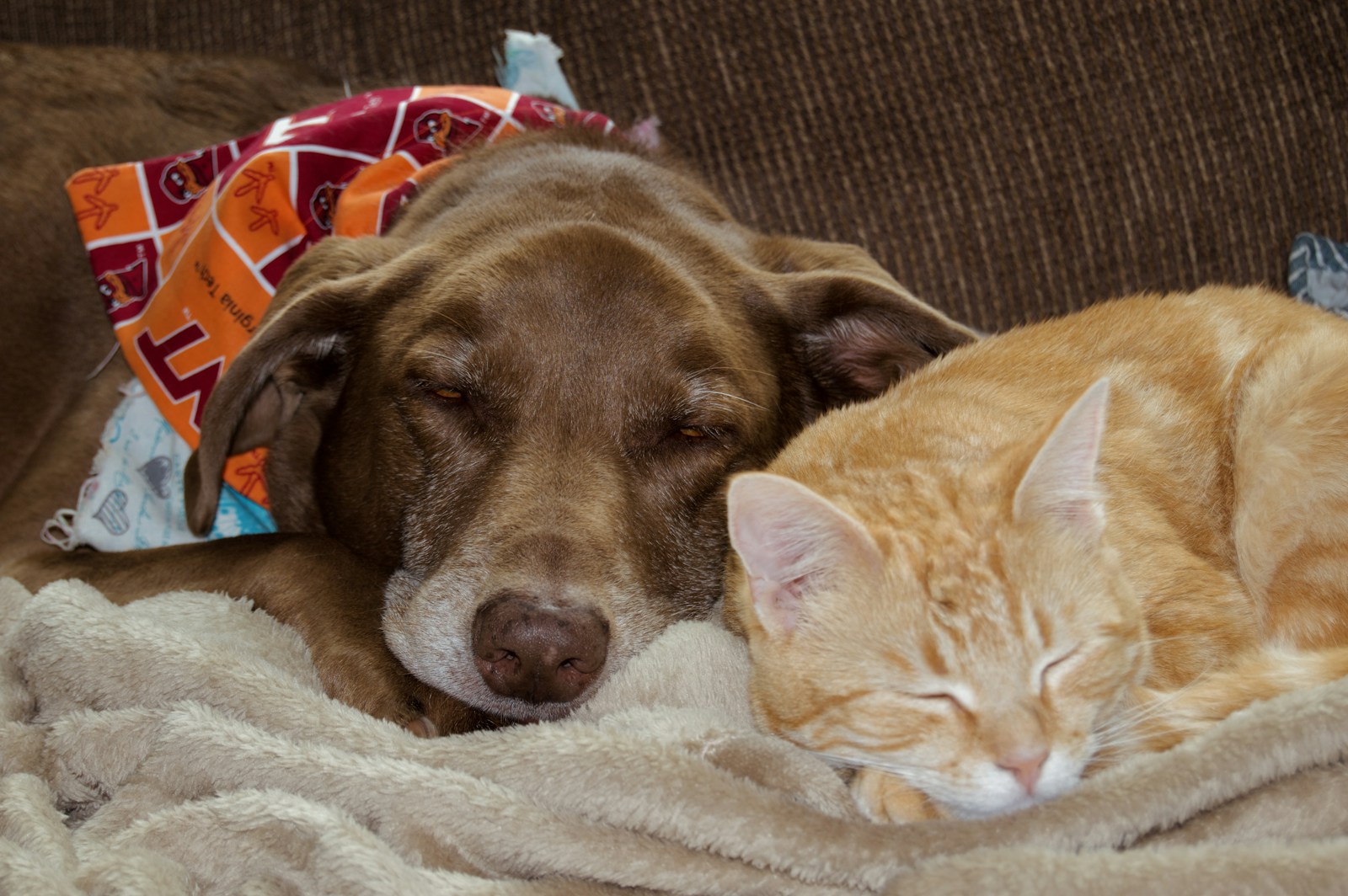 A cat and dog sharing a quiet moment together